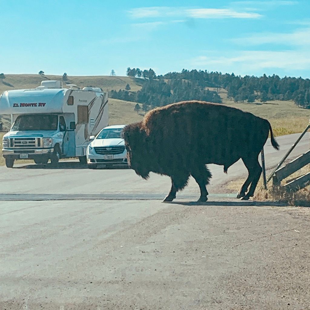 Wide open, scary spaces all the way to Mount Rushmore